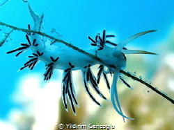 Hang on there !!! by Yildirim Gencoglu 